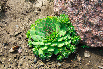 Saxifraga. Roof houseleek (Sempervivum tectorum )