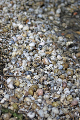 Shells on the beach of Taganrog Bay of Sea of Azov, Russia