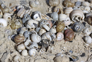 Shells on the beach of Taganrog Bay of Sea of Azov, Russia