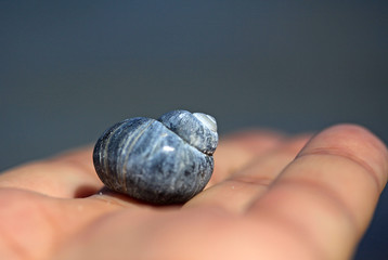 Human hand holding a shell