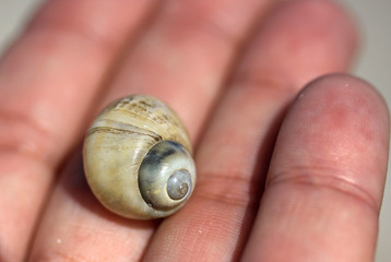 Human hand holding a shell