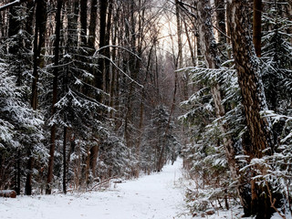 Snow-covered forest