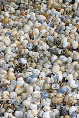 Shells on the beach of Taganrog Bay of Sea of Azov, Russia