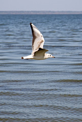 Seagull flying over Taganrog Bay of Sea of Azov, Russia