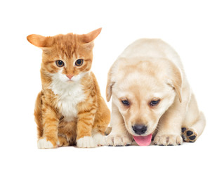 funny labrador puppy and kitten