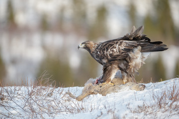 Golden eagle with prey in Norwegain winter
