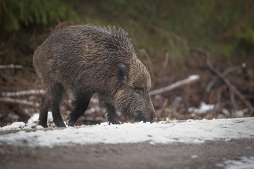 Winter boar foraging in snow