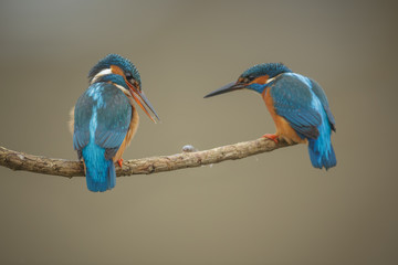Female kingfisher dropped the fish