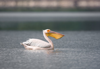 Pelican