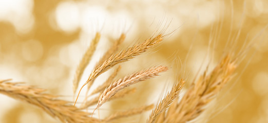 image of wheat closeup