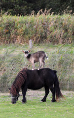 Ziege auf Pony