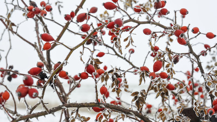 Hagebutten an der Wildrose im Winter