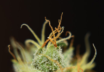 Aged bloom of S.A.G.E. variety