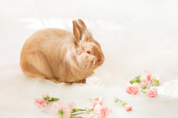 Rabbit on a white background near pink carnation flowers.
