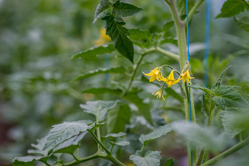 flowering tomatoes in greenhouse