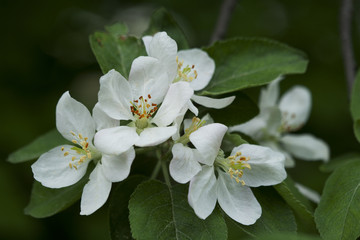 white apple blossoms.