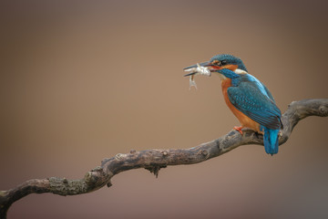 Kingfisher with catch on twirly branch