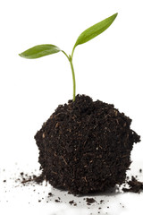 plant and soil