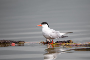 common tern in natural habitat (sterna hirundo)