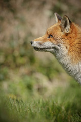 Fox looking up