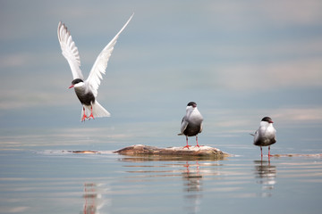 common tern in natural habitat (sterna hirundo)