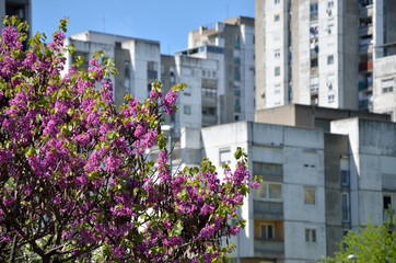 Fototapeta na wymiar Part of lush tree top in spring with residential buildings in background, in spring time