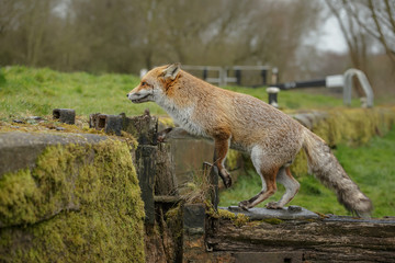 Urban fox, climbing a lock gate