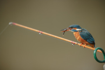 kingfisher with fish