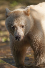 spirt (blonde) bear