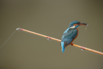 Kingfisher on a fishing rod