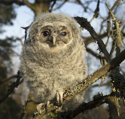 Tawny owl
