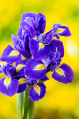 Purple iris flower on the yellow background. © gitusik
