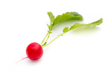 Radish fresh isolated on white background.