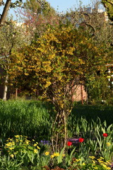 Kwaity na działce  © fotodrobik