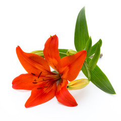 Lily flower with buds isolated on a white background.