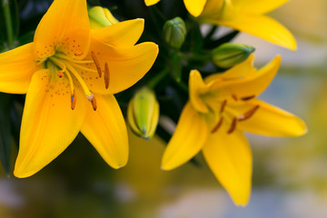 Lily yellow flower with buds on a gray background.
