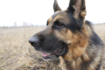 German shepherd dog in beautiful spring day
