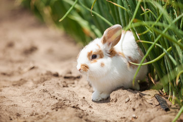 Baby rabbit outdoors