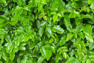 Vibrant green leaves texture background