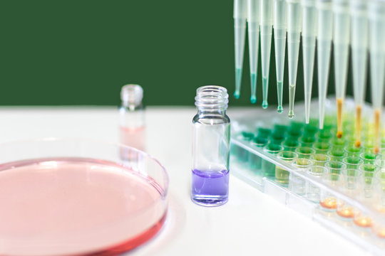 Microtiter Plate and Petri Dish with Liquid