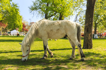 Obraz premium Pony grazing in Budapest Garden