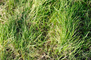Green grass2