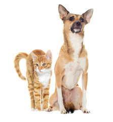 Cat and puppy on a white background isolated
