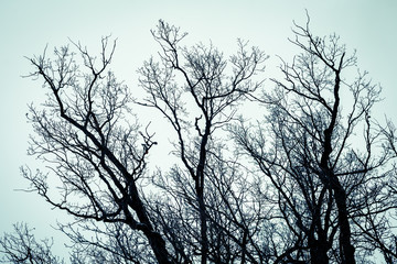 The tops of trees photographed from below. Background like a horror movie.