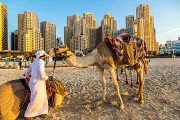 Naklejka premium Camel in front of Dubai Marina