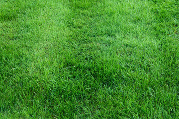 Background of grass, close up view of a healthy lawn
