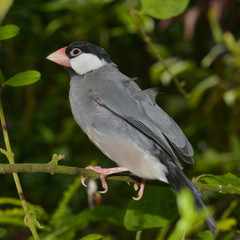 Carré oiseau Padda de Java  ou moineau de Java (Lonchura Oryzivora) sur une branche, originaire des îles indonésiennes (Java et Bali notamment)