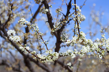 Flores del árbol