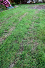 Pests and disease cause a large amount of damage to lawns

