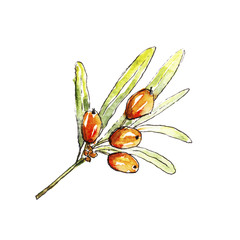 Watercolor illustration of wild berries